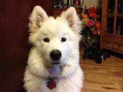 Tank on his 6 month birthday